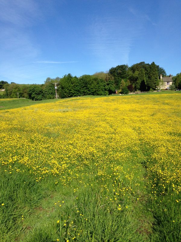 meadow yellow carpet of flowers