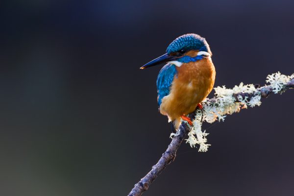 wildlife-kingfisher