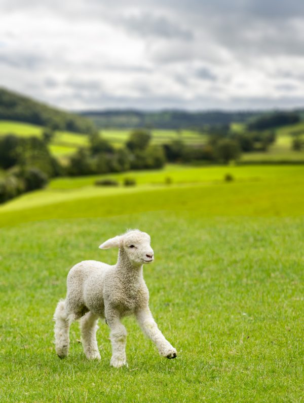 wildlife-lamb