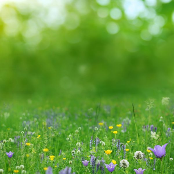 wildlife-meadow-flowers
