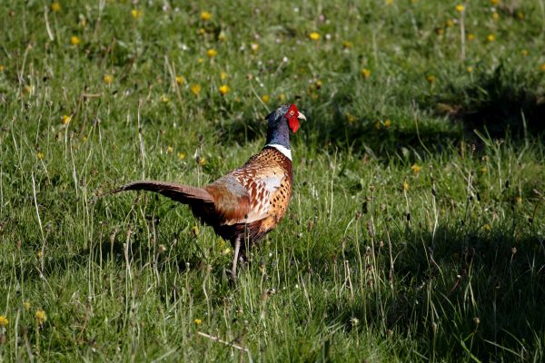 wildlife-pheasant