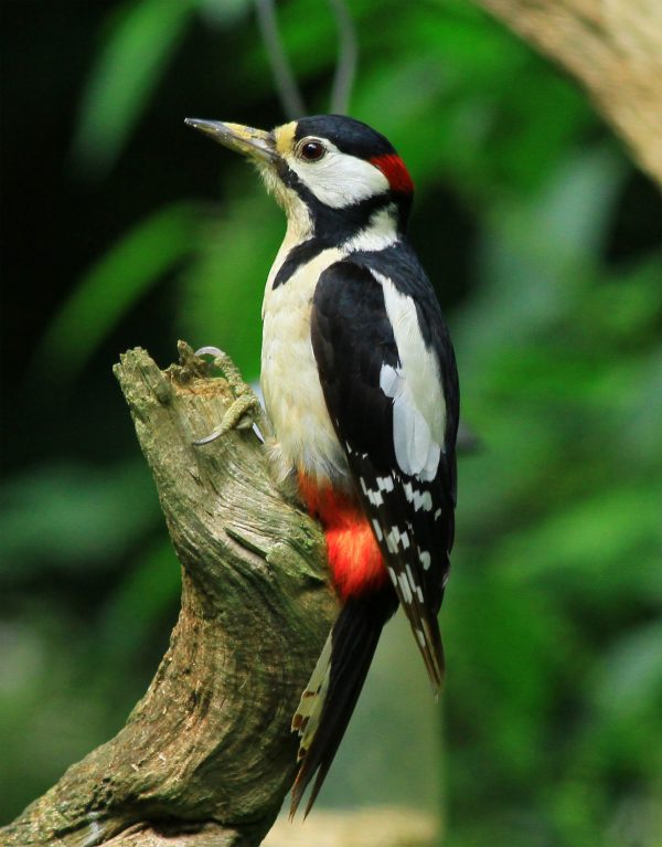 wildlife-woodpecker