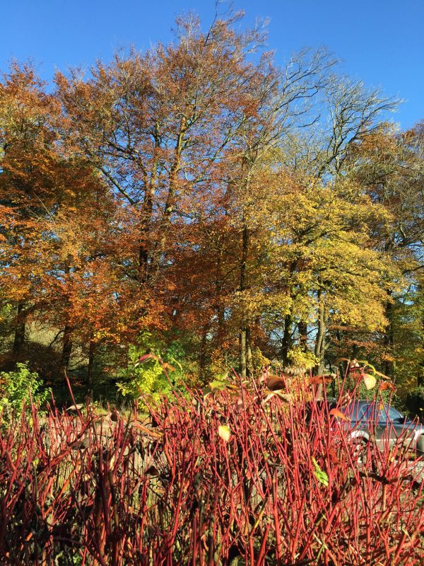 woodland autumn colours 2